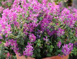 Sriracha Violet Cuphea, Cuphea Llavea
Millette Photomedia
