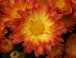 Stacy Dazzling Orange Garden Mum, Orange And Yellow Mum, Fall Flower
Proven Winners
Sycamore, IL