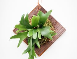 Staghorn Fern Plaque, Mounted Staghorn Fern
Pistils Nursery
Portland, OR