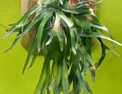 Staghorn Fern, Platycerium Bifurcatum
Garden Design
Calimesa, CA