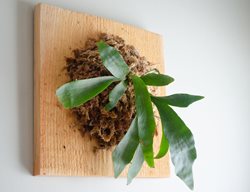 Staghorn Fern, Platycerium Bifurcatum
Shutterstock.com
New York, NY