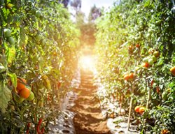 Staking Tomatoes
Garden Design
Calimesa, CA