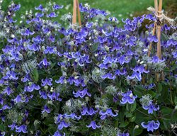 Stand By Me Bush Clematis, Bush Clematis, Blue Flowering Shrub
Proven Winners
Sycamore, IL