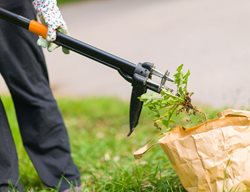 Stand-Up Weed Tool, Pulling Weeds
Shutterstock.com
New York, NY