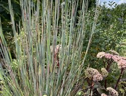 Standing Ovation Little Bluestem
Shutterstock.com
New York, NY