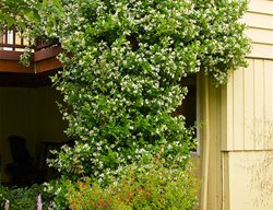 Star Jasmine Climbing
Garden Design
Calimesa, CA