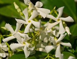 Star Jasmine Flowers, Fragrant Flowers
Garden Design
Calimesa, CA