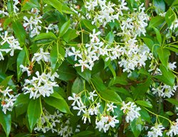 Star Jasmine, Trachelospermum Jasminoides, Vine With White Flowers
Garden Design
Calimesa, CA