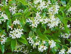 Star Jasmine, Trachelospermum Jasminoides, Vine With White Flowers
Garden Design
Calimesa, CA