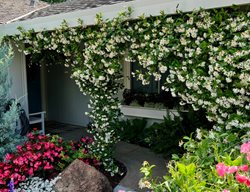 Star Jasmine Vine On Entry, Star Jasmine, Flowering Vine
Dig, Plant, Water, Repeat
Davis, CA