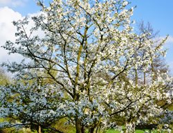 Star Magnolia, Magnolia Stellata
Shutterstock.com
New York, NY