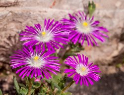 Starburst Iceplant, Delosperma Floribundum
Shutterstock.com
New York, NY