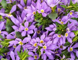 Stardiva Blue Fan Flower, Scaevola Aemula
Proven Winners
Sycamore, IL
