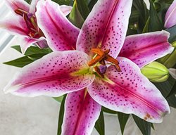 Stargazer Lily Flower, Lilium Orientalis 'stargazer'
Shutterstock.com
New York, NY