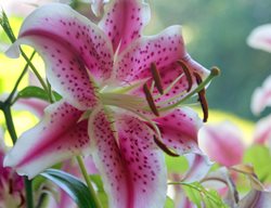 Stargazer Lily, Pink Lily
Creative Commons
