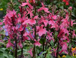 Starship Deep Rose Lobelia, Lobelia Speciosa, Pink Flower
Walters Gardens
