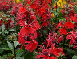 Starship Scarlet Lobelia, Lobelia Speciosa, Scarlet Red Flowers
Walters Gardens
