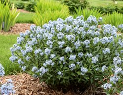 Starstruck Amsonia, Native Perennial
Walters Gardens
