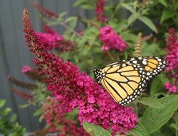 Start A Butterfly Garden
Garden Design
Calimesa, CA