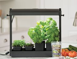 Start An Indoor Garden
Garden Design
Calimesa, CA