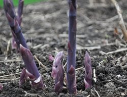 Start Asparagus & Rhubarb
Garden Design
Calimesa, CA
