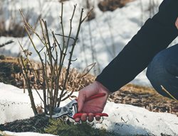 Start Dormant Pruning Of Trees & Shrubs
Garden Design
Calimesa, CA