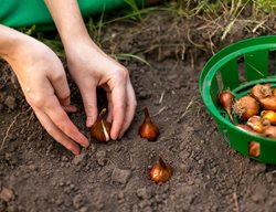 Start Planting Bulbs
Garden Design
Calimesa, CA