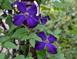 Start Pruning Summer- & Fall-Blooming Vines
Garden Design
Calimesa, CA