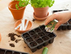 Start Seeds Indoors 
Garden Design
Calimesa, CA