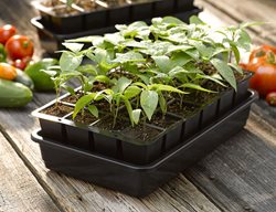 Start Seeds Indoors
Garden Design
Calimesa, CA