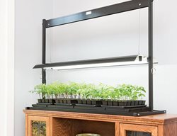 Start Summer Crops Indoors
Garden Design
Calimesa, CA