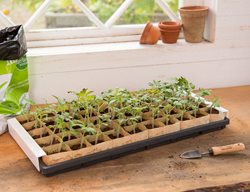 Start Summer Crops Indoors
Garden Design
Calimesa, CA