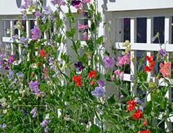 Start Sweet Pea Seeds
Garden Design
Calimesa, CA