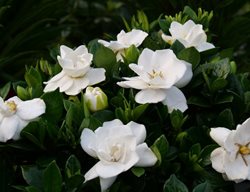 Steady As She Goes Gardenia, Gardenia Jasminoides
Proven Winners
Sycamore, IL