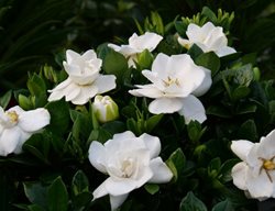 Steady As She Goes Gardenia, White Gardenia
Proven Winners
Sycamore, IL
