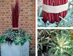 Stem Container 
McCullough's Landscape & Nursery LLC
Johnstown, OH