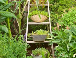 Stepladder Garden Planting, Plants On Ladder
Garden Design
Calimesa, CA