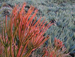 Sticks Of Fire, Euphorbia Tirucalli, Orange Succulent
Alamy Stock Photo
Brooklyn, NY