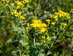 Stiff Goldenrod, Solidago Rigida
Shutterstock.com
New York, NY