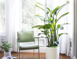 Stock Up On Houseplants
Garden Design
Calimesa, CA