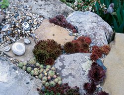 Stone Wall, Sempervivum, Sedum
Garden Design
Calimesa, CA