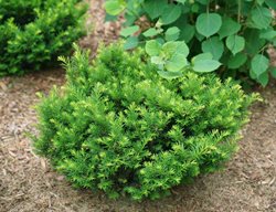 Stonehenge Dark Druid Yew Shrub, Yew Bush, Taxus X Media
Proven Winners
Sycamore, IL