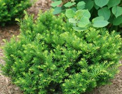 Stonehenge Dark Druid Yew, Taxus X Media
Proven Winners
Sycamore, IL