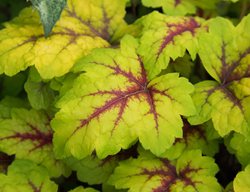 Stoplight Heucherella, Foamy Bells
Shutterstock.com
New York, NY