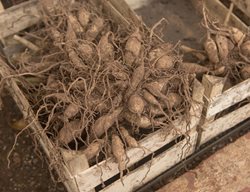 Store Plants Such As Tubers
Garden Design
Calimesa, CA