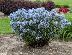Storm Cloud Amsonia, Amsonia Tabernaemontana		
Proven Winners
Sycamore, IL