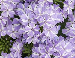 Stormburst Verbena, Superbena Stormburst
Proven Winners
Sycamore, IL