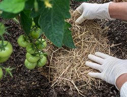 Straw Mulch In Tomato Garden
Shutterstock.com
New York, NY