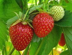 Strawberries, Strawberry Plant
Shutterstock.com
New York, NY