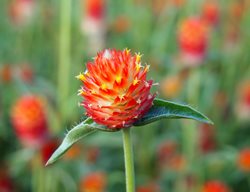 Strawberry Fields Globe Amaranth, Gomphrena Haageana, Red Globe Amaranth
Shutterstock.com
New York, NY